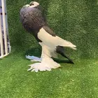 ( تم البيع ) للبيع زوج نفاخ مسوبع فااخر