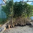 مشتل زراعي لبيع الاشجار بالجملة