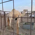 فحل هجن