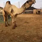 بعير مشروط شمالي الموقع بيشه