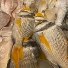 اسماك طازجة