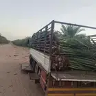 يوجد الدينا توريد نخل