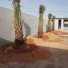 نخيل البيع