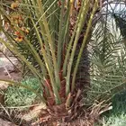 صقعي مجدول سكري
