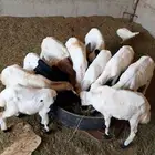 ماشاءالله بهم رفيدي بلدي نظيف وسليم تربية عشرة