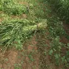 قصب اخضر ويابس