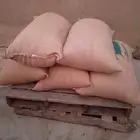 حب مذاري للبيع