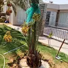 نخل مثمر للبيع اخلاص صقعي هلالي برحي سكري شيشي مجدول روثانه