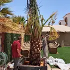 نخل مثمر للبيع خلاص برحي سكري نخيل شيشي صقعي روثانه مجدول
