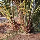 صقعي احمر شبيبي
