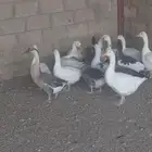 وز 0