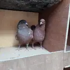 حمام انوع مختلفه