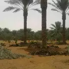السلام عليكم ورحمة الله وبركاته يوجد الدينا نخل عربي جميع ال