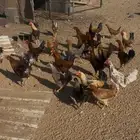 دجاج بلدي للبيع