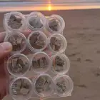 العنبر الدخني