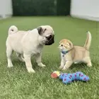كلب جرو انثي بج Female Puppy PUG
