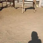 للبيع حقه ذلول