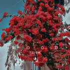 عدسة سناب