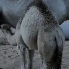 حاشي 6 شهور