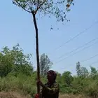 اشجار سدر وطلح وغاف خليجي ولوز هندي