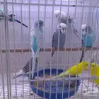 طيور البادجي زوج إنتاج