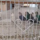 طيور للبيع