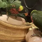 ببغاء لوري متكلم