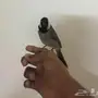 بلبل حساوي