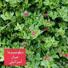 نباتات الزينة