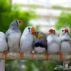 اجواز زيبرا فينيش منتجه