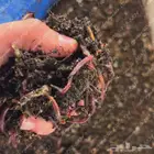 دود الارض دود الكومبوست دود احمر