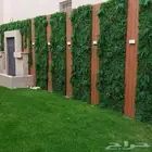 الشري  العشف