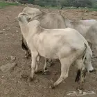 عجاله للبيع