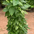 يوجد جميع انواع الاشجار والنباتات يوجد تيل طبيعي