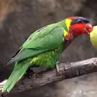 فرخ غر لوري اورنيت - Ornate Lorikeet