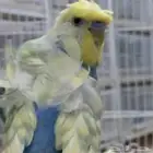 ازواج بادجي انقليزي و هوقو