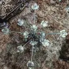 طاولات حديد 5 قطع