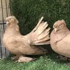 زوج حمام الاسكا