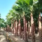 نخل واشنطني زينه نخيل وشنطونيا الرياض وجميع المناطق