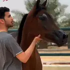 فرس كميت ومشباة من فحل أسود