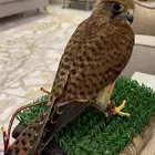 السلام عليكم الي عنده شبوط ولا شرياص يتواصل معي