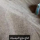 شعير سداسي نظيف للحلال