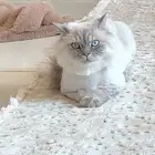 قط للتبني هادي ولطيف نوعه هملايا اسمه ديبي مطعم ومعقم