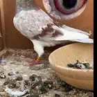 حمام زاجل سباق