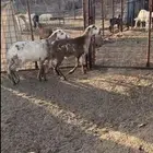 رخال سواكنيات صنف تم البيع