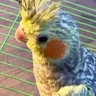 كروان كراوين كوكتيل