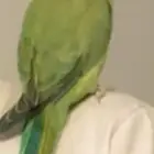 بغبغاء دره للبيع