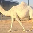 لقحة ملاقي وضحا كفو رباع