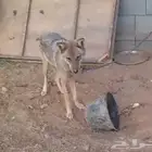 انثي ذيب سرحاني