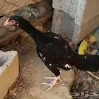 دجاجه ميوالي للبيع